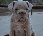 Small Photo #17 English Bulldog Puppy For Sale in HESPERIA, CA, USA