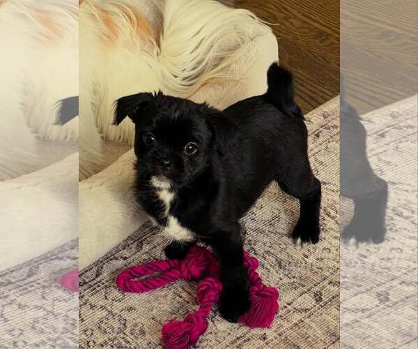 Medium Photo #3 Pug-A-Poo Puppy For Sale in Tenafly, NJ, USA