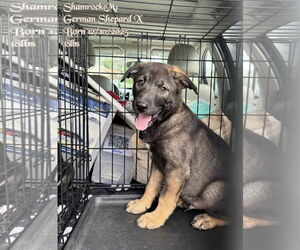 German Shepherd Dog-Unknown Mix Dogs for adoption in pomfret, CT, USA