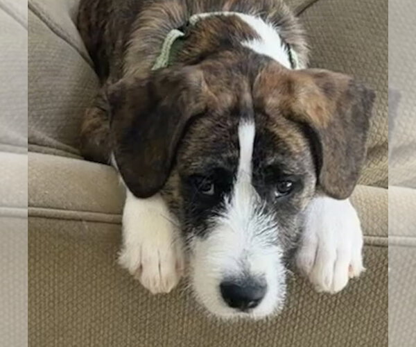Medium Photo #17 Boxer-Unknown Mix Puppy For Sale in Mooresville, NC, USA