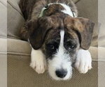 Small Photo #17 Boxer-Unknown Mix Puppy For Sale in Mooresville, NC, USA