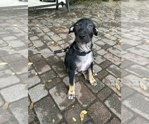 Medium Photo #4 Dachshund-Unknown Mix Puppy For Sale in NYC, NY, USA