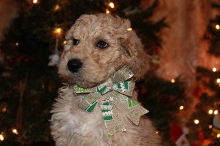 Poodle (Standard) Puppy for sale in MESKEGON, MI, USA