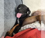 Small #4 Labrador Retriever Mix