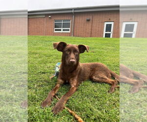 Mutt Dogs for adoption in Evansville, IN, USA