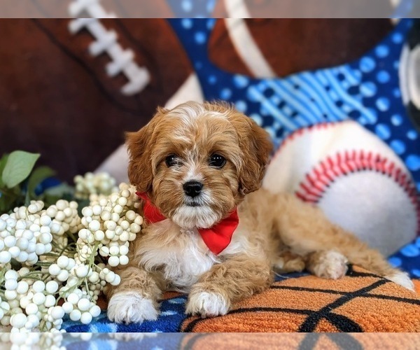 Medium Photo #7 Cavapoo Puppy For Sale in ATGLEN, PA, USA