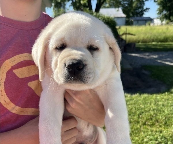 Medium Photo #16 Labrador Retriever Puppy For Sale in BLANCHESTER, OH, USA