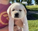 Small #15 Labrador Retriever