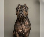 Small #1 American Bulldog Mix