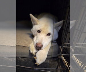 Stellie - Female Siberian Husky-Unknown Mix Dog for Adoption - Photo #2