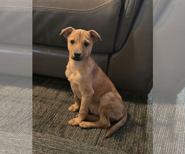 Medium Photo #5 Chihuahua-Unknown Mix Puppy For Sale in Virginia Beach, VA, USA