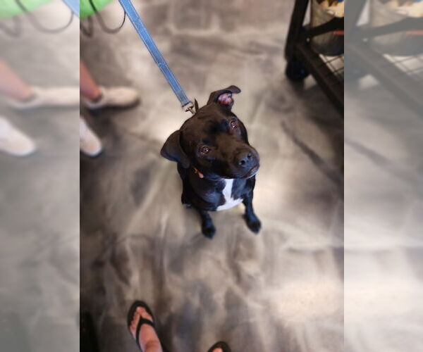 Medium Photo #1 American Staffordshire Terrier-Unknown Mix Puppy For Sale in Minneapolis, MN, USA