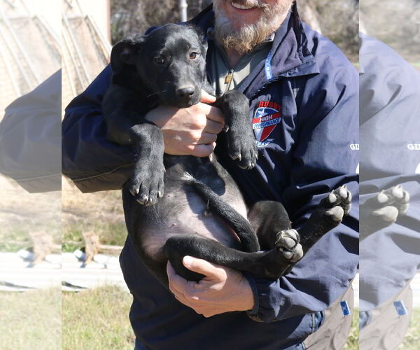 Medium Photo #2 Shepradors Puppy For Sale in Bandera, TX, USA