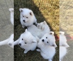 Small Photo #13 Miniature American Eskimo Puppy For Sale in OREGON CITY, OR, USA