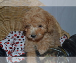 Small #3 Cavapoo (Miniature)-Poodle (Toy) Mix