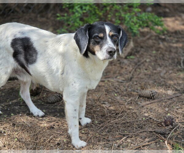 Medium Photo #4 Beagle-Unknown Mix Puppy For Sale in Anniston, AL, USA