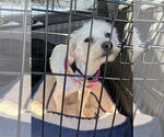 Small #8 Poodle (Miniature) Mix