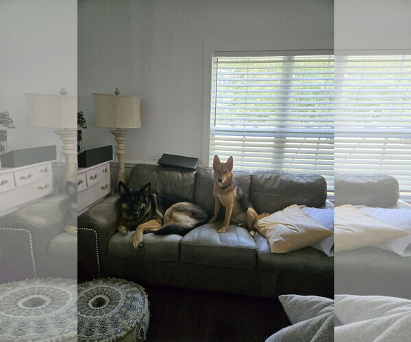 Medium Photo #3 German Shepherd Dog-Unknown Mix Puppy For Sale in La Grange , NC, USA