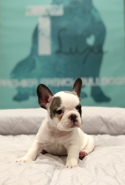 Medium Photo #1 French Bulldog Puppy For Sale in MANLIUS, NY, USA