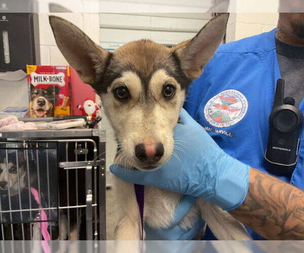 Medium Photo #1 German Shepherd Dog-Unknown Mix Puppy For Sale in San Bernardino, CA, USA