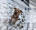 Small #2 American Pit Bull Terrier Mix