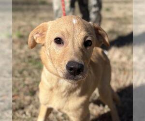 Labrador Retriever-Unknown Mix Dogs for adoption in Yardley, PA, USA