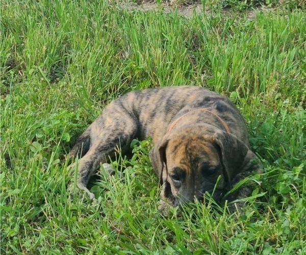 Medium Photo #7 Great Dane Puppy For Sale in LEANDER, TX, USA