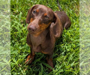 Dachshund Dogs for adoption in Shelbyville, TN, USA