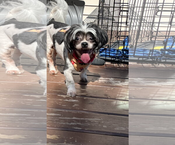 Medium Photo #4 Shih Tzu-Unknown Mix Puppy For Sale in New London, WI, USA