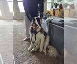 Small #2 Saint Bernard