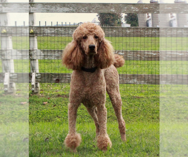 Medium Photo #1 Poodle (Standard) Puppy For Sale in GORDONVILLE, PA, USA