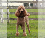 Small Photo #1 Poodle (Standard) Puppy For Sale in GORDONVILLE, PA, USA