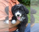 Puppy 2 Bernedoodle