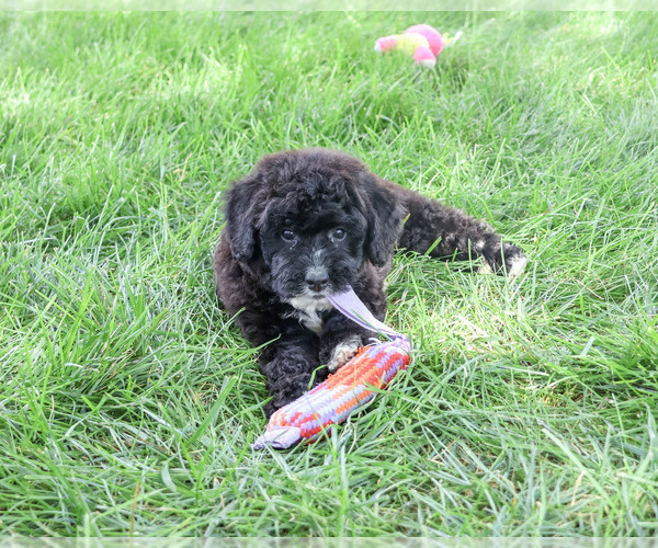 Medium Photo #5 Bernedoodle (Miniature)-Saint Berdoodle Mix Puppy For Sale in SYRACUSE, IN, USA