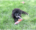 Small #4 Bernedoodle (Miniature)-Saint Berdoodle Mix