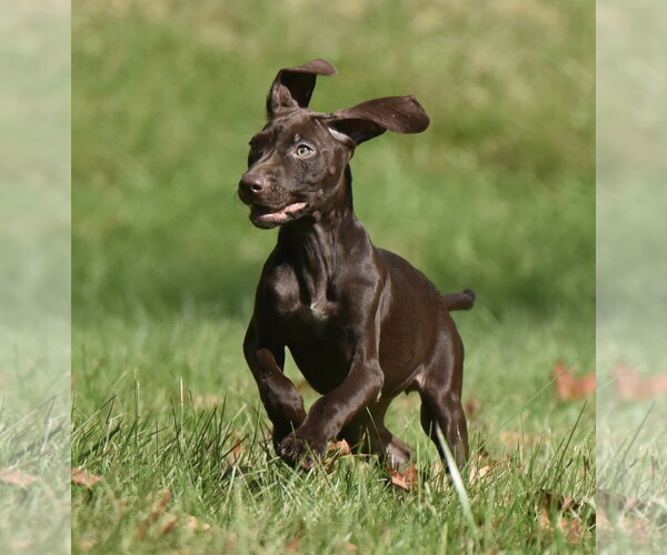 Medium Photo #7 Chocolate Labrador retriever-Pointer Mix Puppy For Sale in Mechanicsburg, PA, USA