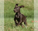 Small Photo #7 Chocolate Labrador retriever-Pointer Mix Puppy For Sale in Mechanicsburg, PA, USA