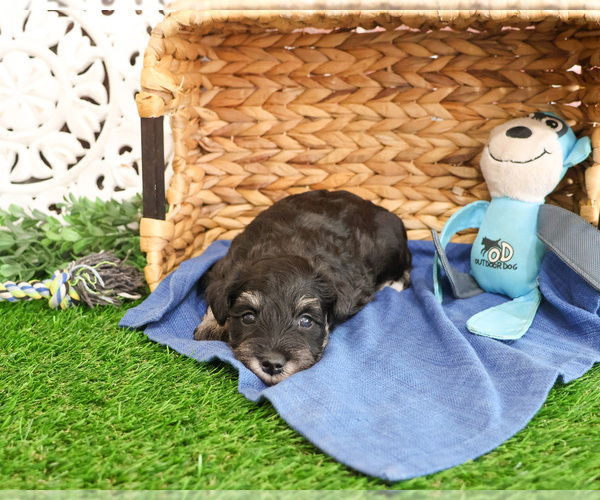 Medium Photo #10 Schnauzer (Miniature) Puppy For Sale in SYRACUSE, IN, USA