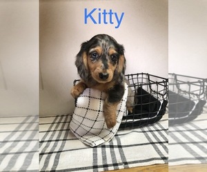 Dachshund Puppy for sale in CO SPGS, CO, USA