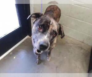 Mutt Dogs for adoption in Tulsa, OK, USA