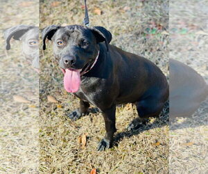 Staffordshire Bull Terrier-Unknown Mix Dogs for adoption in Social Circle, GA, USA