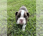 Small #10 Olde English Bulldogge