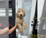 Small #1 Goldendoodle