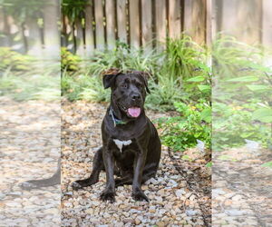 Labrador Retriever-Unknown Mix Dogs for adoption in  Gainesville, FL, USA