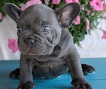 Small #8 French Bulldog