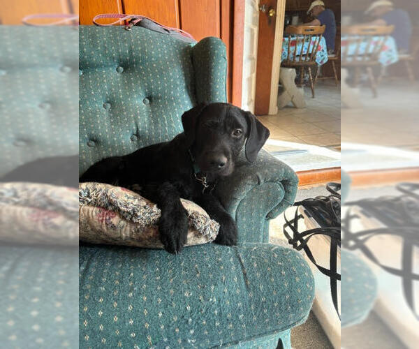 Medium Photo #2 Labradoodle Puppy For Sale in Rootstown, OH, USA