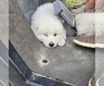 Small Photo #3 Great Pyrenees Puppy For Sale in SEVEN SPRINGS, NC, USA