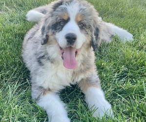 Bernedoodle Puppy for sale in MISSOURI CITY, TX, USA