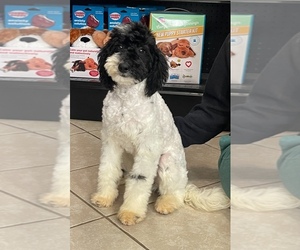Poodle (Miniature)-Sheepadoodle Mix Puppy for sale in HUTCHINSON, KS, USA