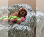 Small Photo #7 Cavapoo Puppy For Sale in SYLMAR, CA, USA